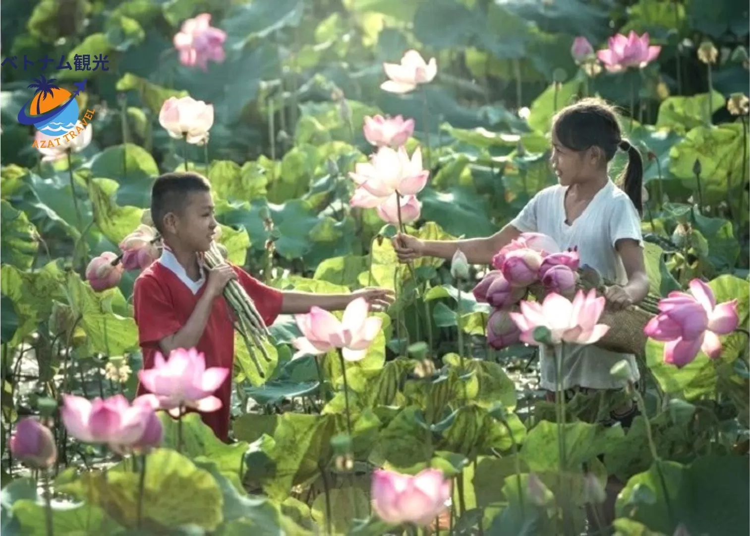 ベトナムの蓮・ベトナムの蓮の花の季節・蓮池での写真撮影・ベトナムの蓮の開花時期・ハノイ蓮池観賞ツアー・日本語ガイド付き・ハノイ市内観光・一番安い観光・ハノイの蓮の花の季節・往復送迎あり
